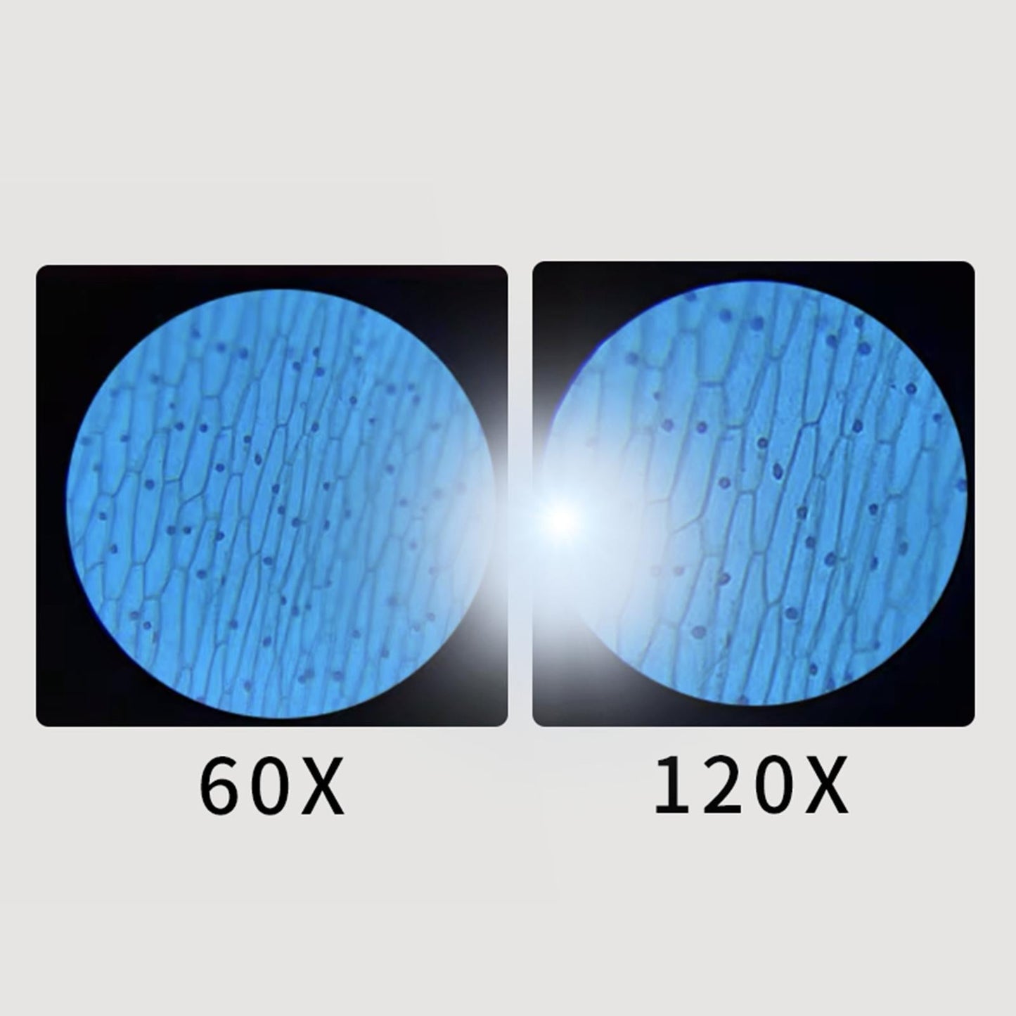 Portable Handheld LED Microscope for Kids Plants Natural Exploration Blue