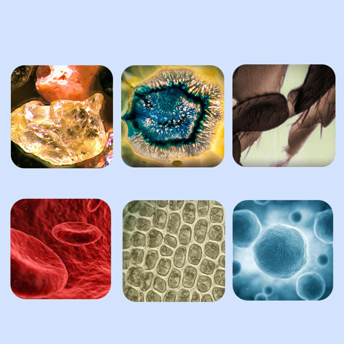 Portable Handheld LED Microscope for Kids Plants Natural Exploration Blue