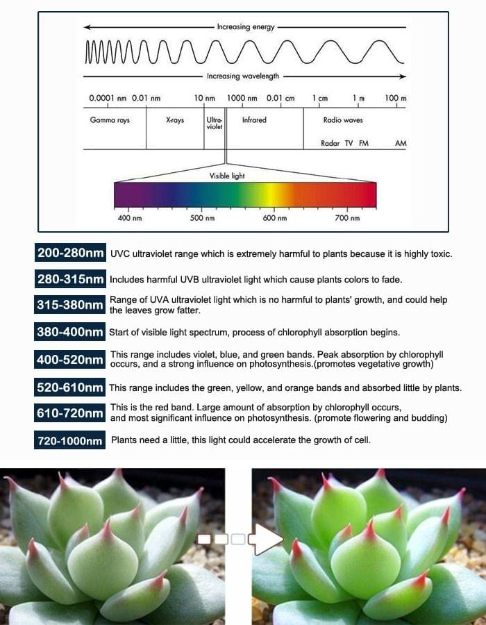 5m SMD 5050 3:1 Red + Blue LED Plant Grows Lamp