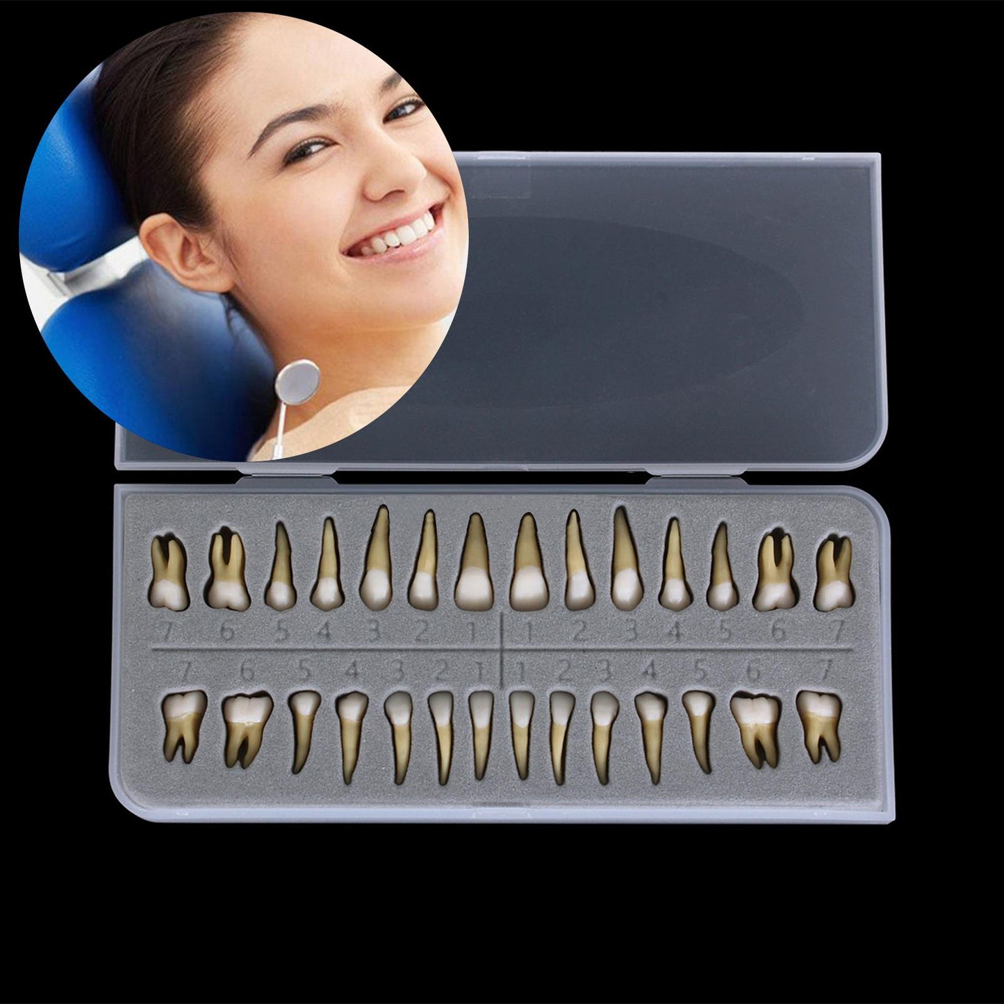 Dental 1:1 Permanent Teeth Model School Demonstration Study Practice Device