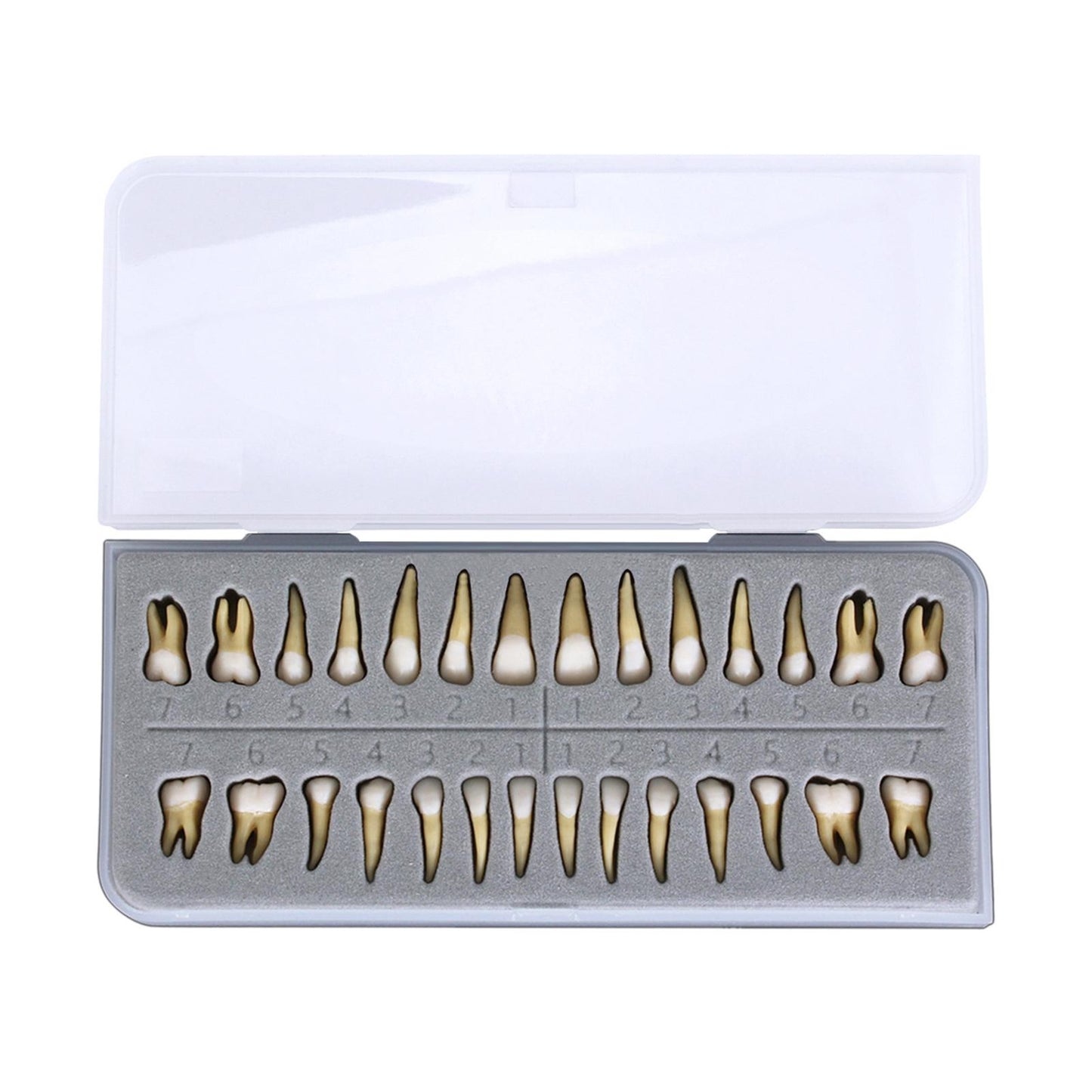 Dental 1:1 Permanent Teeth Model School Demonstration Study Practice Device
