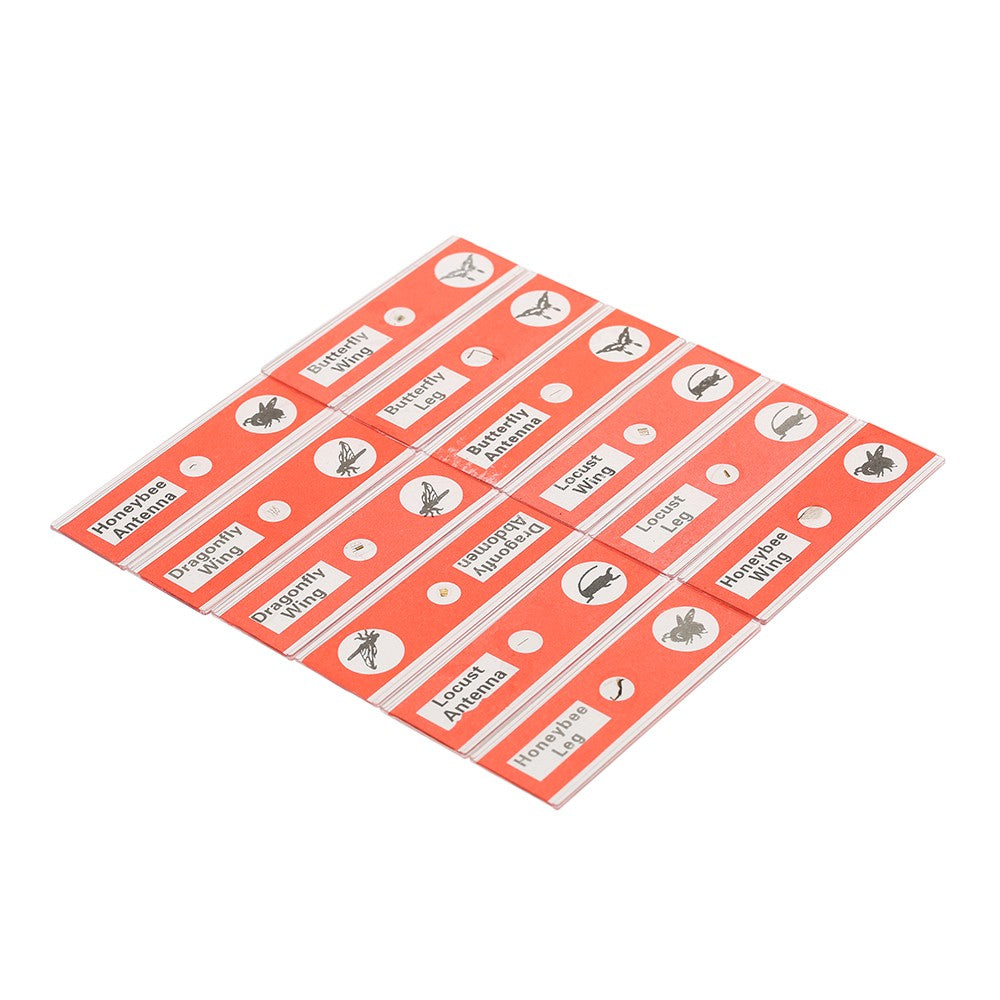 48Pcs/Set Plastic Prepared Microscope Slides Animals Insects Plants Sample Specimens Slides Set with Color Labels