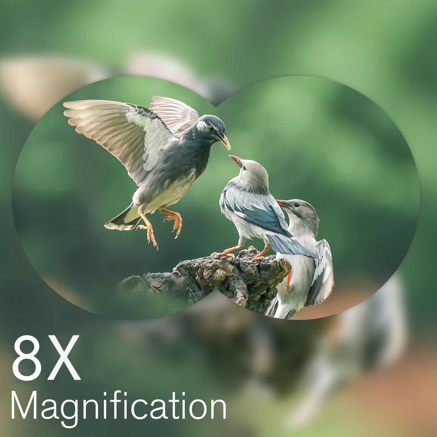 Portable Mini Binoculars Folding Pocket Binoculars Lightweight Telescope for Adults Kids Bird Opera Watching Sightseeing Hiking Travel Concert Theater