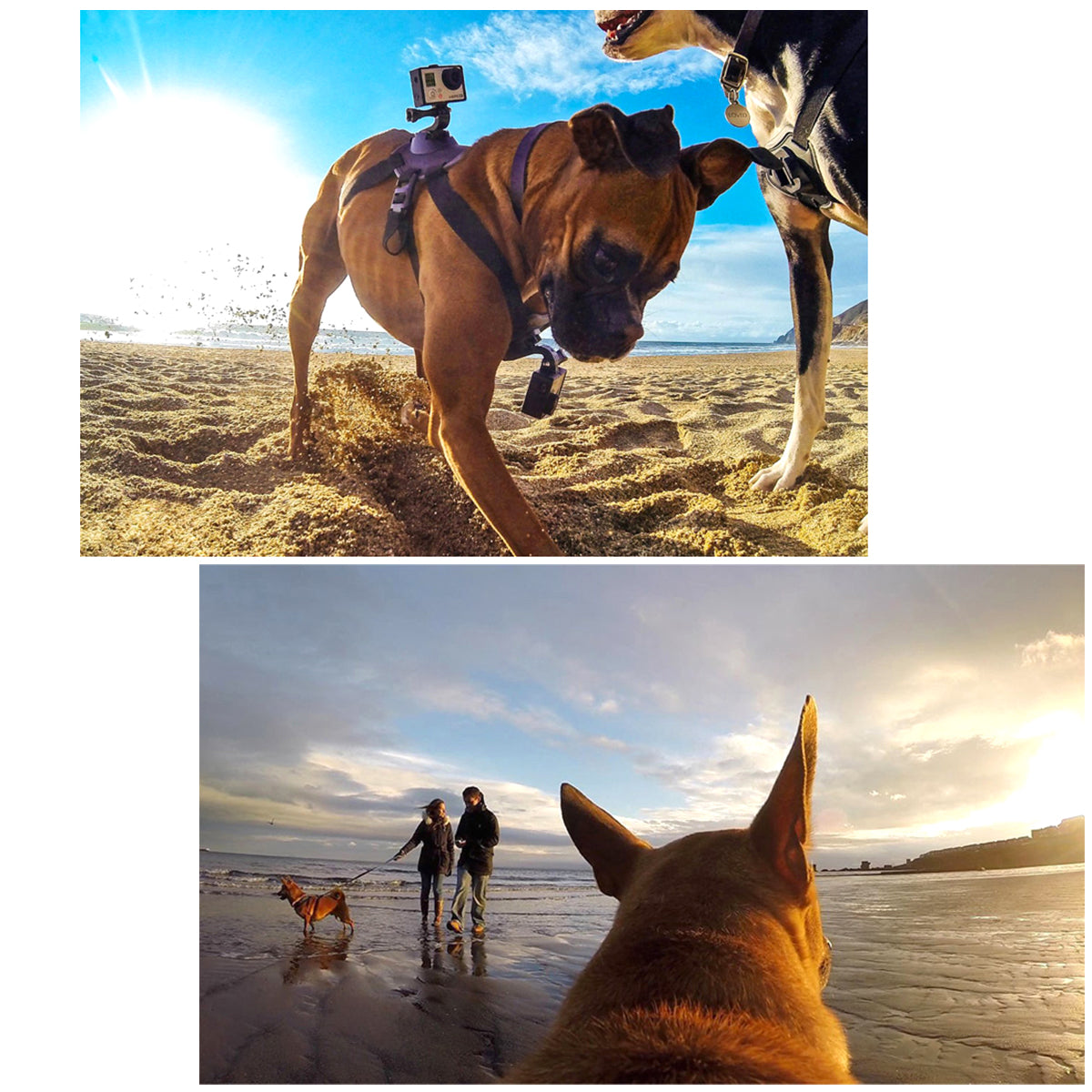 Puluz PU156 Hound Dog Fetch Harness Adjustable Chest Strap Mount for GoPro HERO Cameras - Black