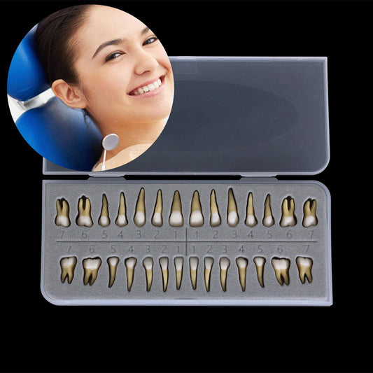 Dental 1:1 Permanent Teeth Model School Demonstration Study Practice Device
