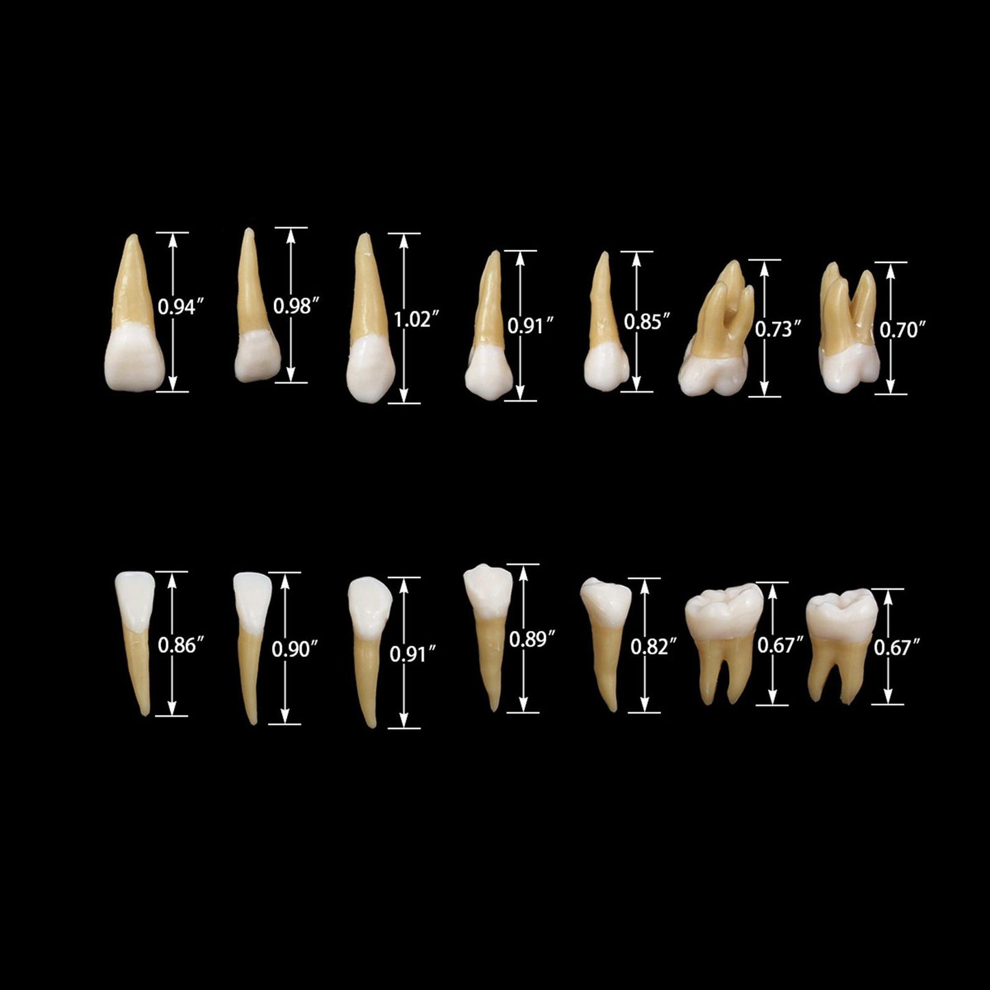 Dental 1:1 Permanent Teeth Model School Demonstration Study Practice Device