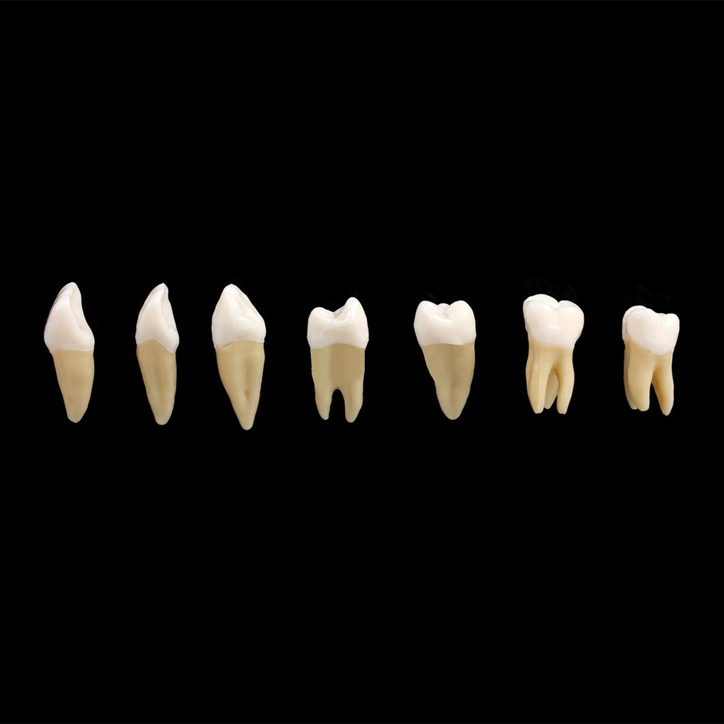 Dental 1:1 Permanent Teeth Model School Demonstration Study Practice Device