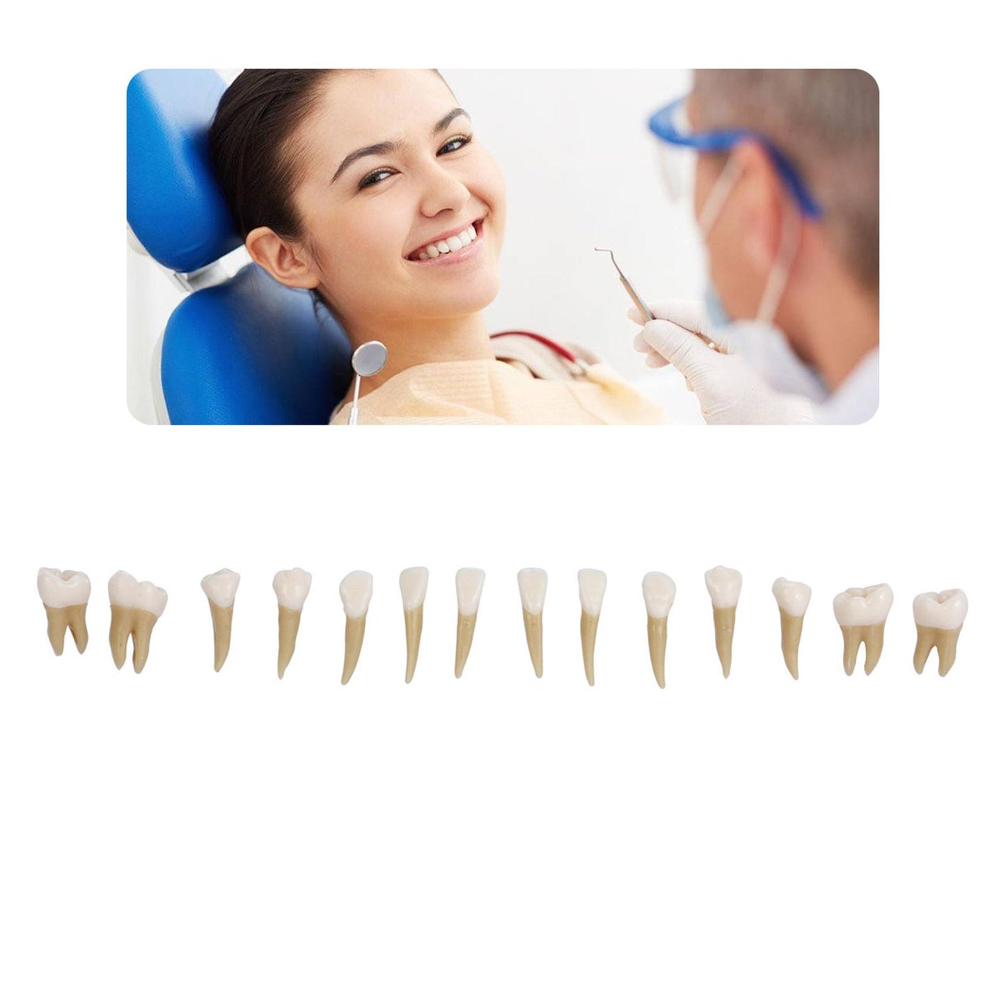 Dental 1:1 Permanent Teeth Model School Demonstration Study Practice Device