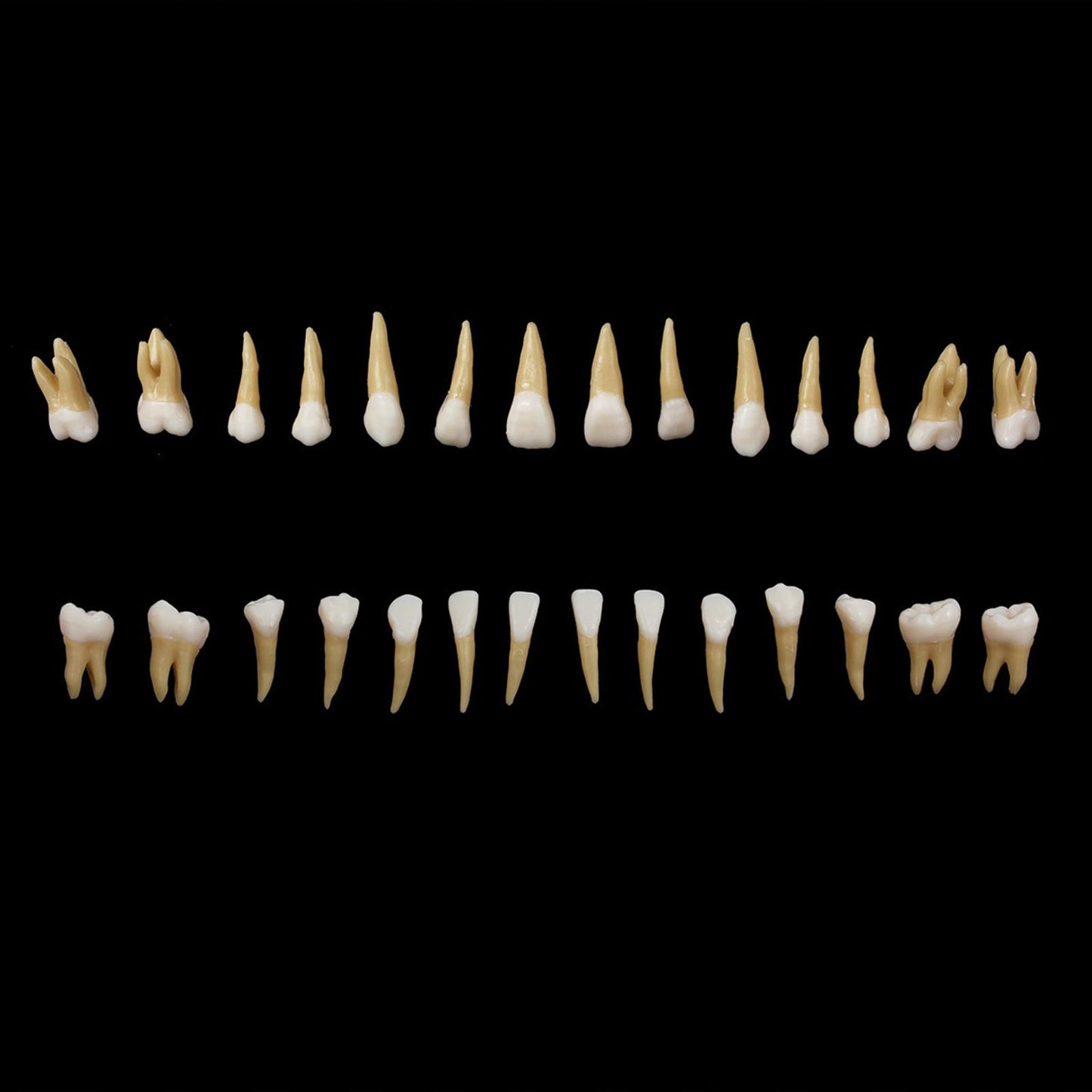 Dental 1:1 Permanent Teeth Model School Demonstration Study Practice Device